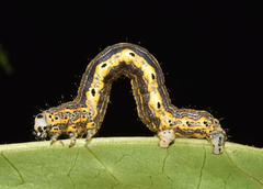 Hypochrosis meridionalis