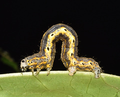 Hypochrosis meridionalis