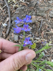 Penstemon virens