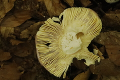 Russula alutacea
