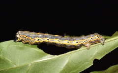 Hypochrosis meridionalis