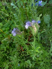 Phacelia tanacetifolia