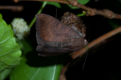 Achaea violaceofascia