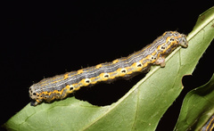 Hypochrosis meridionalis