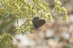 Plebejus bellieri