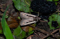 Ochropleura