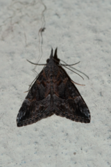 Hypena commixtalis