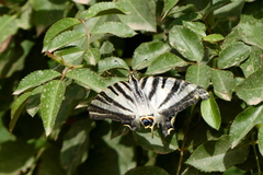 Iphiclides feisthamelii
