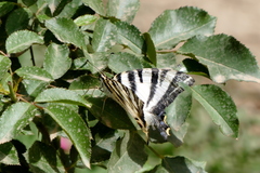 Iphiclides feisthamelii