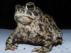 Anaxyrus compactilis