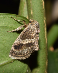 Halseyia rectifascia