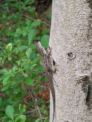 Anolis lineatus