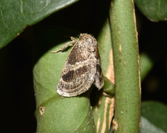 Halseyia rectifascia