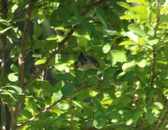 Baeolophus atricristatus