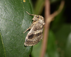 Halseyia rectifascia