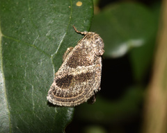 Halseyia rectifascia