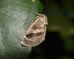 Halseyia rectifascia