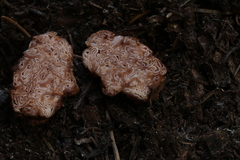 Hydnotrya