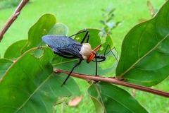 Rhynocoris nitidulus