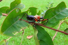 Rhynocoris nitidulus