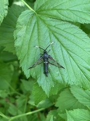 Synanthedon spheciformis
