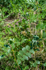 Astragalus glycyphyllos