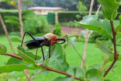 Rhynocoris nitidulus
