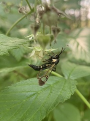 Synanthedon spheciformis