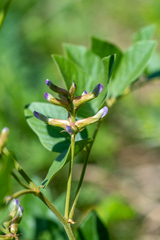 Astragalus glycyphyllos