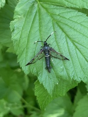 Synanthedon spheciformis