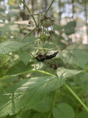Synanthedon spheciformis