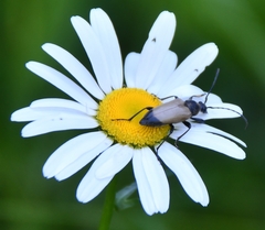 Trigonarthris subpubescens
