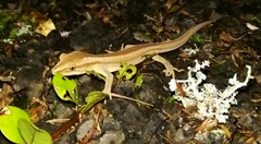 Toropuku