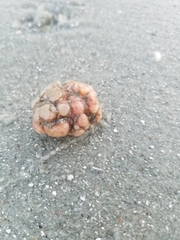 Aplidium stellatum
