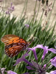 Dione vanillae
