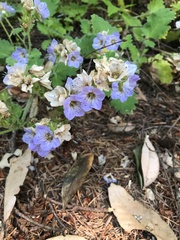 Phacelia bolanderi