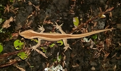 Toropuku