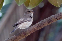 Muscicapa striata