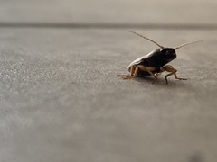 Insecta