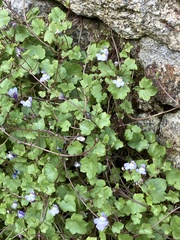 Cymbalaria muralis