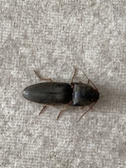 Insecta