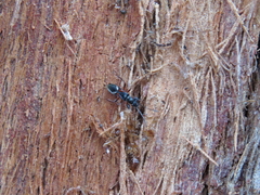 Daerlac cephalotes