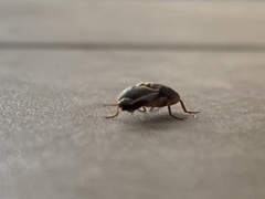 Insecta