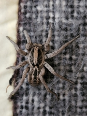 Schizocosa malitiosa