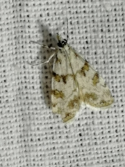 Scoparia pyralella
