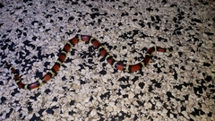 Lampropeltis annulata