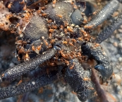 Xixuthrus domingoensis