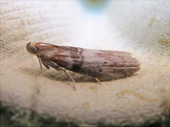 Acrobasis caryae