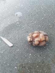 Aplidium stellatum
