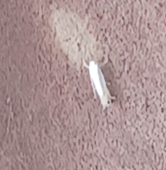 Polyhymno luteostrigella